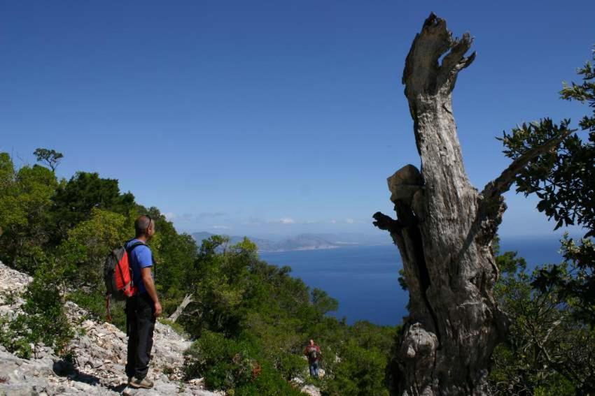 B&B Sa Clarera Baunei Dış mekan fotoğraf